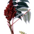 Rhus Glabra