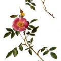 Rosa Humilis