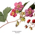 Rubus Odoratus