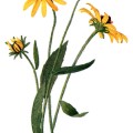 Rudbeckia Hirta