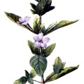 Ruellia Ciliosa