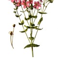 Sabatia Angularis