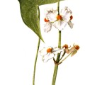 Sagittaria Latifolia
