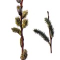 Salix Discolor