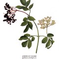 Sambucus Canadensis