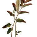 Sanguisorba Canadensis