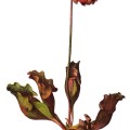 Sarracenia Purpurea
