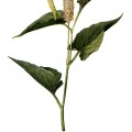 Saururus Cernuus