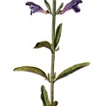 Scutellaria Integrifolia