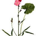 Sidalcea Malvaeflora