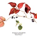 Smilax Glauca