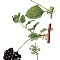 Smilax Herbacea