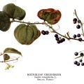 Smilax Rotundifolia