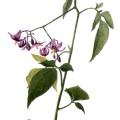 Solanum Dulcamara