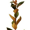 Spiraea Tomentosa