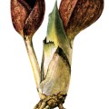 Symplocarpus Foetidus