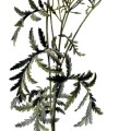 Tanacetum Vulgare