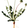 Taraxacum