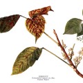 Toxicodendron Radicans