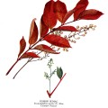 Toxicodendron Vernix