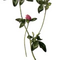 Trifolium Pratense