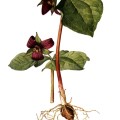 Trillium Erectum