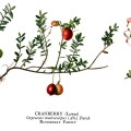 Vaccinium Oxycoccos