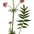 Valeriana Officinalis