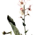 Verbascum Blattaria