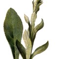 Verbascum Thapsus