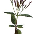 Verbena Hastata