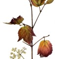 Viburnum Acerifolium