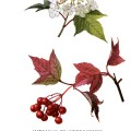 Viburnum Americanum