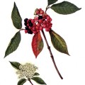 Viburnum Cassinoides