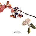 Viburnum Prunifolium