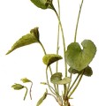 Viola Sp