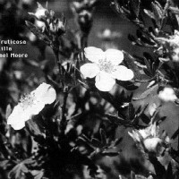 BWPotentilla Fruticosa