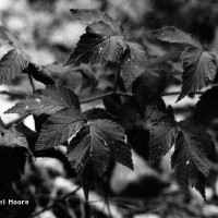 BWRubus Idaeus