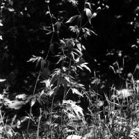 BWRudbeckia Laciniata