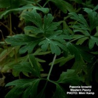 Paeonia Brownii-2