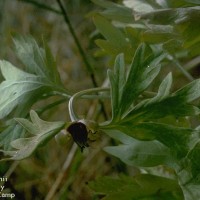 Paeonia Brownii