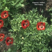 Papaver Rhoeas