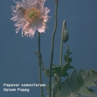 Papaver Somniferum