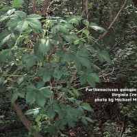 Parthenocissus