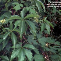 Parthenocissus Inserta