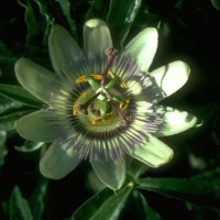 Passiflora Incarnata