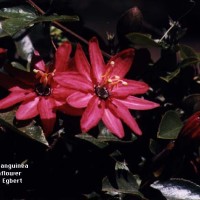 Passiflora Sanguinea