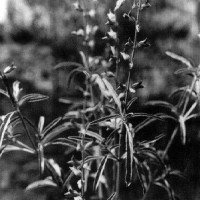 BWSalvia Retroflexa
