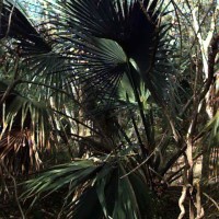 Sabal Texana