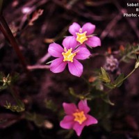 Sabatia Angularis